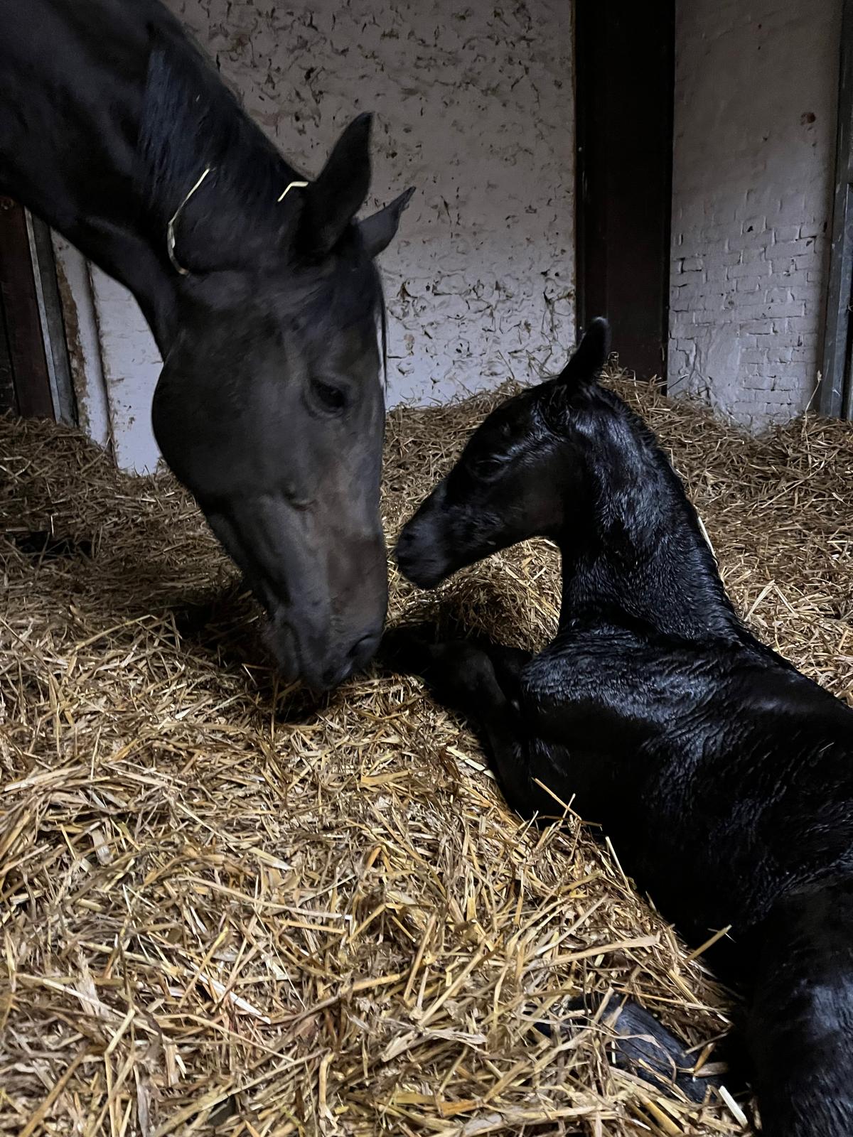 Jument et son poulain à l'écurie du haras