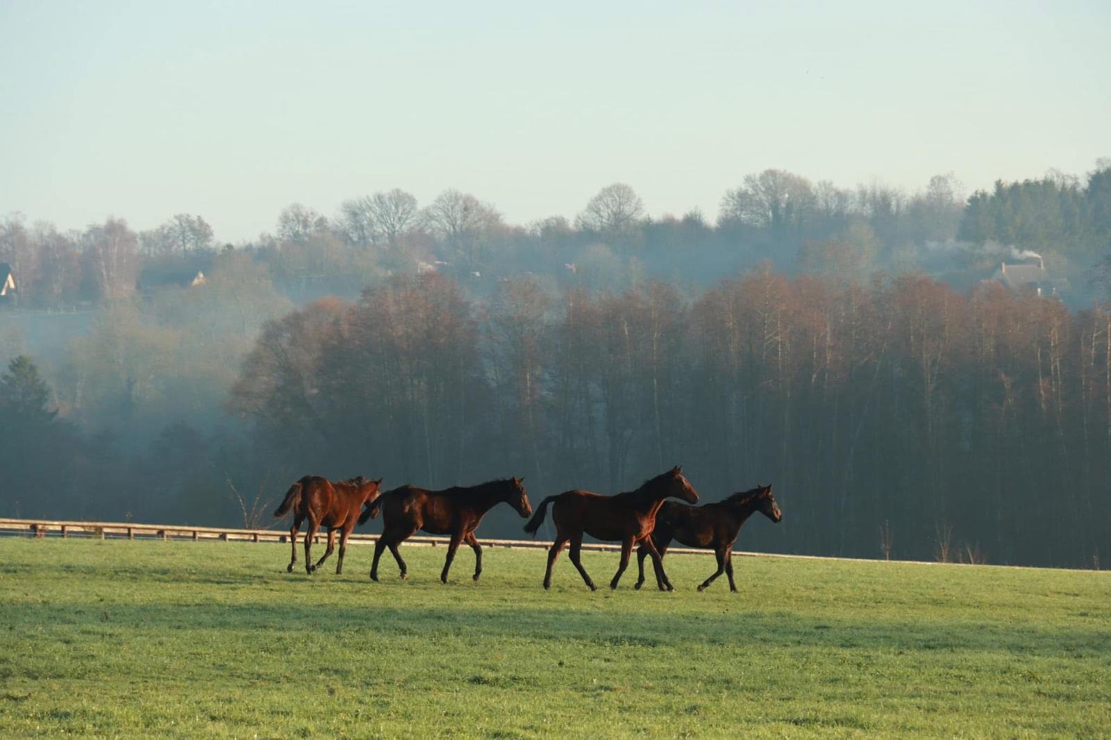 Chevaux au galop dans les prés du haras normand de La Longère Cogite au soleil couchant