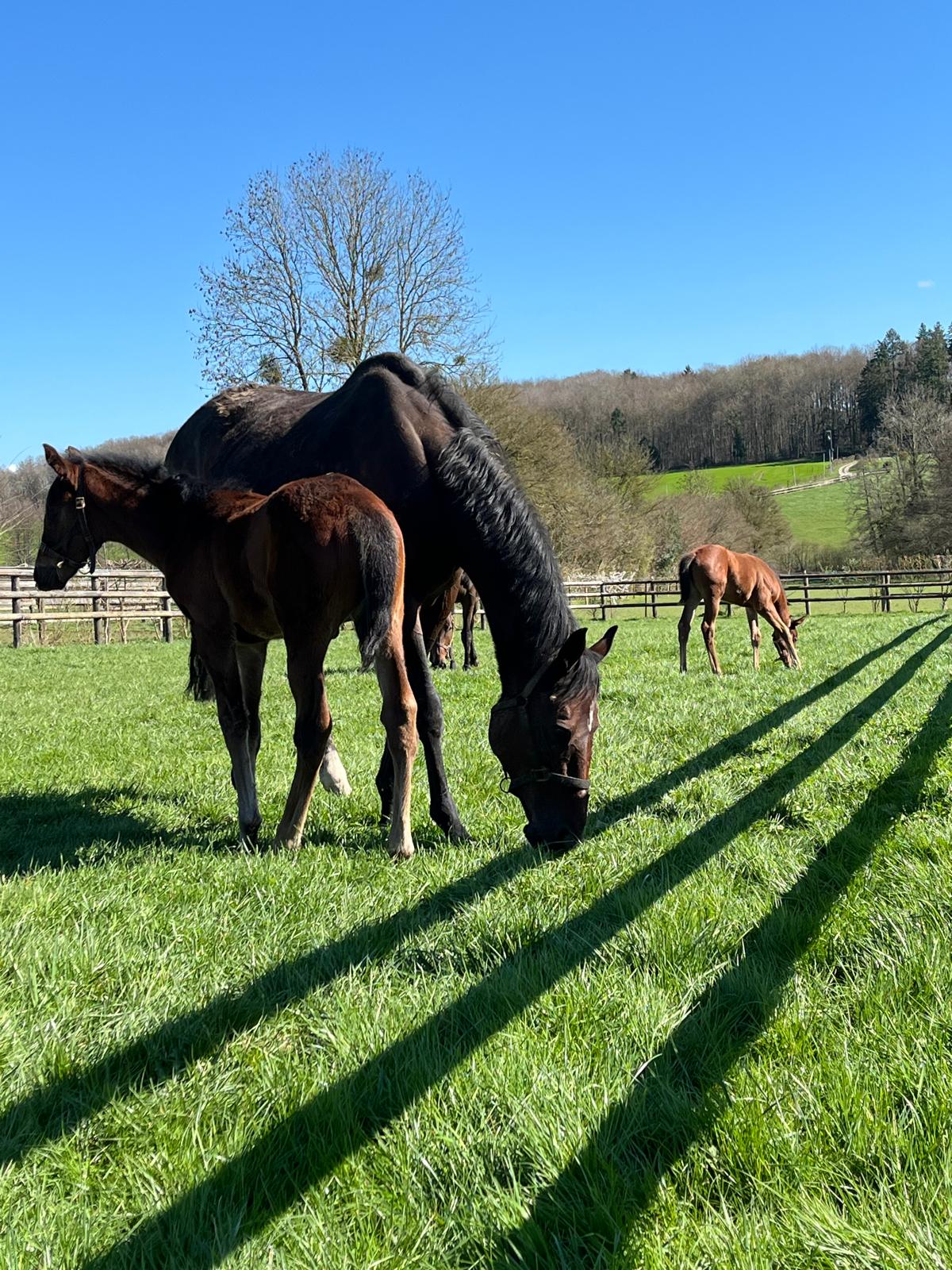 Juments et poulains au pâturage dans le haras normand de La Longère Cogite