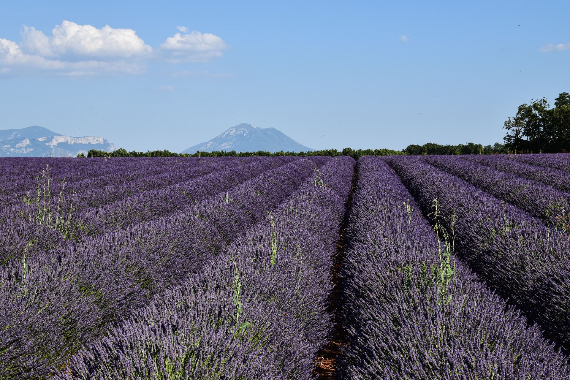 Champ de lavande en Provence, région PACA