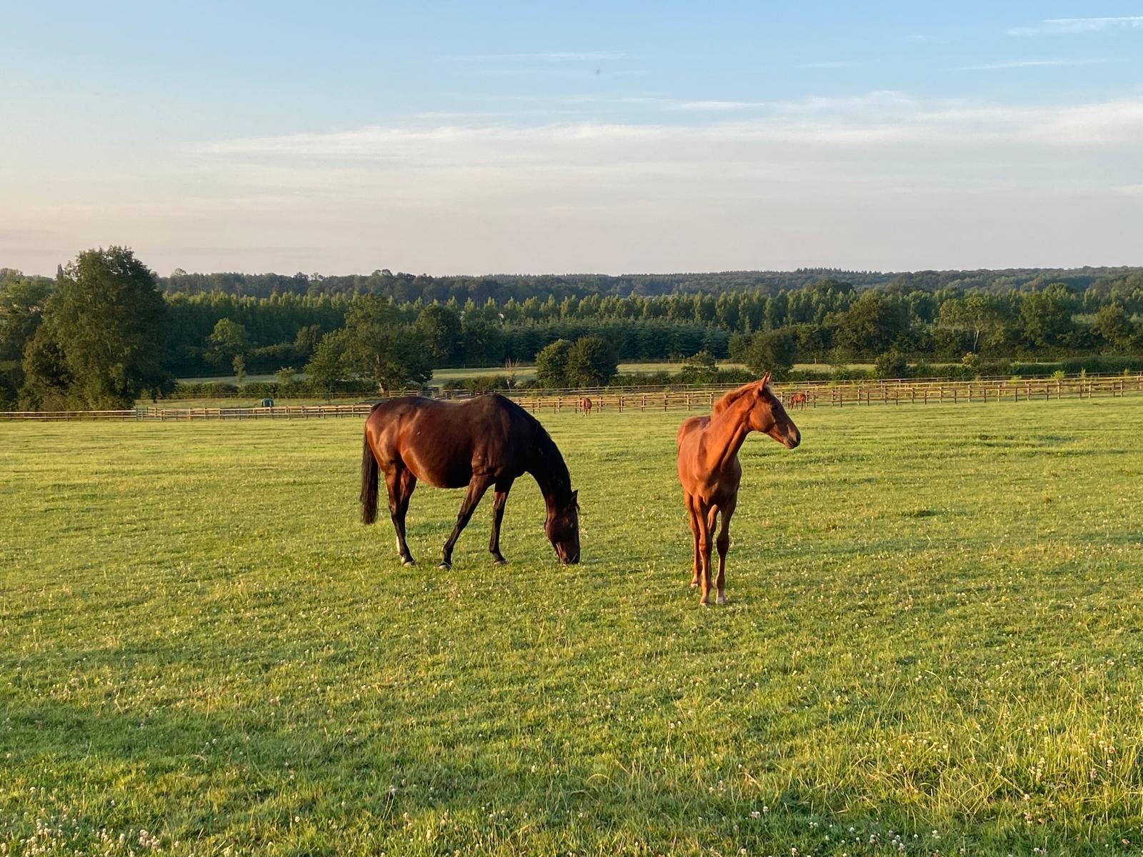 Jument et poulain au pré dans le haras normand